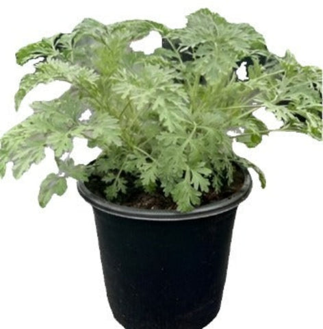 Artemesia Powis Castle 4Inches Plant Wormwood Bushy Mound Of Silvery Evergreen Live Plant Ht7