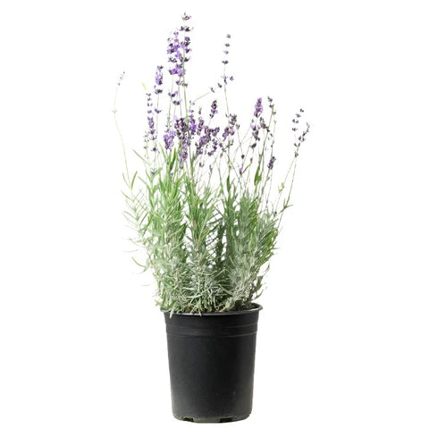 Lavender Munstead 1 Gallon Ht7 English Lavender Plant Flower Live Plant Pr7