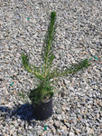 Pinus Thunbergii 1Gallon Japanese Black Pine Tree Live Plant Mr7