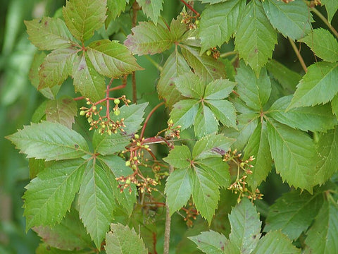 Five Leaved Ivy 1 Gallon Pot Plant Virginia creeper Plant five-finger Live Plant Ht7