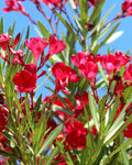 10 Cuttings Nerium Little Red Oleander Dark Flower Best Live Plant Not Rooted