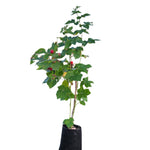 Raspberry Willamette Red 5Gallon Grafted Fruting Rubus Idaeus Var Strigosus Fruit Tree Live Plant Best Dht7