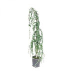 Cedrus Atlantica Glauca Pendula Serpentine 5Gallon Weeping Blue Atlas Cedar Conifer Live Plant Gg7