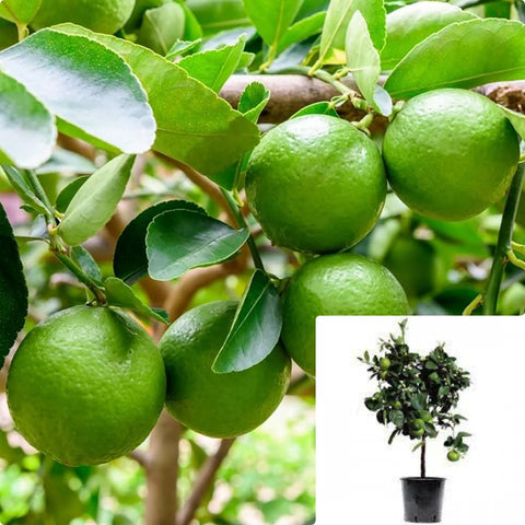 Citrus Aur Mexican Lime Patio Tree 5Gallon Plant Key Lime Plant Mexican Lime Plant Caribbean Lime Plant Patio Live Plant Gg7