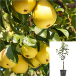 Pear Keiffer Ultra Dwarf 7 Gallon Plant Williams Pears Outdoor Fruit Tree Live Plant Fr7
