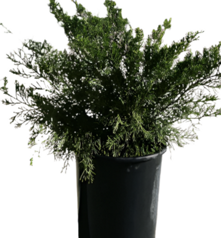 Juniperus Chinensis Sea Green Pompon 5Gallon Juniper Plant Shrub Outdoor Live Plant Ho7Ht7 Best