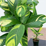 Ctenanthe Lubbersiana 4 inches Bamburanta Plant Never Plant Live Plant Ht7