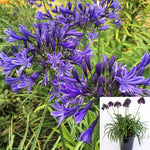 Agapanthus Africanus Black Pantha 5Gallon Plant African Lily Black Pantha Plant Agapanthus Africanus Orientalis Black Pa