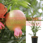 Punica Wonderful Patio 5Gallon Plant Pomegranate Tree Fruit Live Plant Gr7