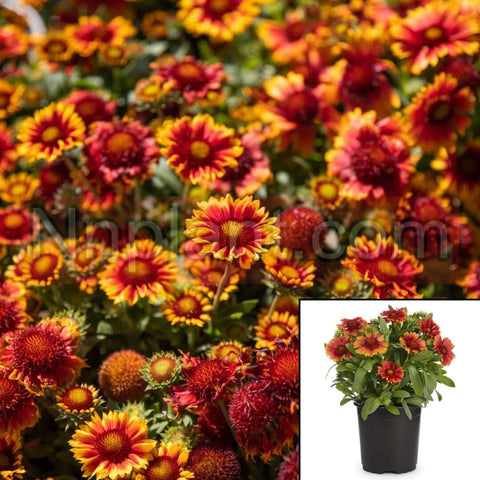 Gaillardia Aristata Spintop Orange Halo Improved 1Gallon Blanket Flower Live Plant Ho7