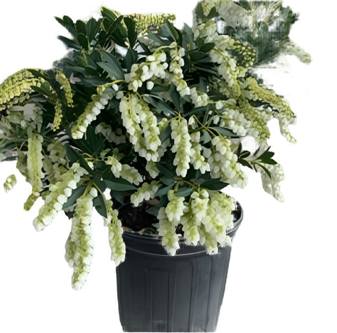 Pieris Japonica Snowdrift 5 Gallon Plant Rare White Lily Of The Valley Shrub Selection Snow Drift Evergreen Live Plant Ht7