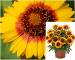 Gaillardia Aristata Spintop Yellow Touch 1Gallon Plant Blanket Flower Palnt Live Plant Ho7