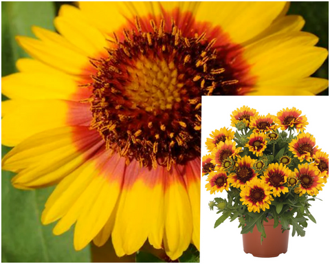 Gaillardia Aristata Spintop Yellow Touch 1Gallon Plant Blanket Flower Palnt Live Plant Ho7