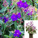 Tibouchina Athens Blue 1Gallon Athens Blue Princess Glory Bush Plant Flower Live Plant Ho7