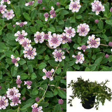 Lippia Nodiflora Kurapia 1Quart Plant Turkey Tangle Fogfruit Plant Lippia Nodiflora Plant Phyla Nodiflora Plant Flower Live Plant Gg7