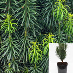 Cephalotaxus Harringtonia Fastigiata 4inches Japanese Plum Yew Jew Outdoor Live Plant Ht7