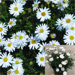 Australian Daisy 4 inches Plant paper daisies Plant Strawflowers Plant everlastings Live plant Ht7
