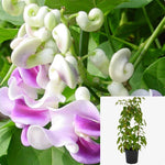 Vigna Caracalla Thomas Jefferson Staked 2Gallon Plant Phaseolus Giganteus Snailflower Corkscrew Vine Live Plant Gg7