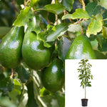 Avocado Mexicola 7Gallon Plant Grande Super Haas Tree Live Plant Fr7