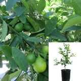 Ficus Black Mission Fig 5Gallon Organic Fruit Tree Carica Franciscana Live Plant Gr7