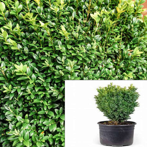 Buxus Sempervirens Suffruticosa English Boxwood 4inches Box Europ Frhogr7 Live Plant Ht7