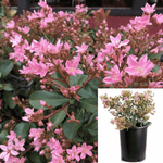 Rhaphiolepis Ruby Compacta 1Gallon Plant Indian Hawthorn Outdoor Live Plant Gr7