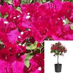 Boug Barbara Karst Patio 3Gallon Plant Dark Pink Bougainvillea Plant Barbara Karst Bougainvillea Plant Patio Live Plant Fr7