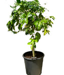 Citrus Grpfrt Oroblanco Standard Tree 5Gallon Plant Sweetie Plant Orange Tree Plant Oroblanco Grapefruit Plant Tree Live Plant Fr7