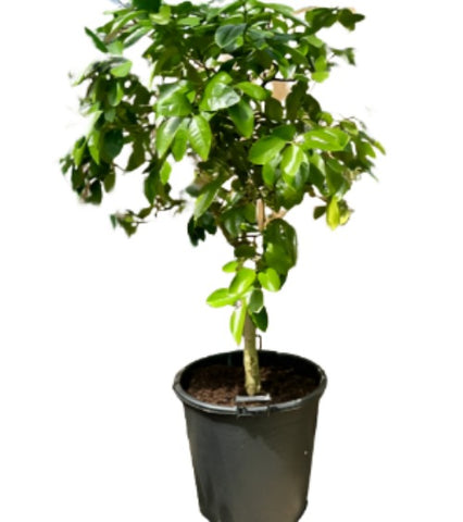 Citrus Lemon Imp Meyerlowbrnchstd 5Gallon Plant Meyer X Meyeri Tree Live Plant Fr7