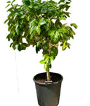 Citrus Lemon Lisbon Standard Tree 5Gallon Plant Avalon Live Plant Fr7