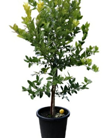 Citrus Lime Bearss Espalier 7Gallon Plant Tahitian Persian Limes Tree Live Plant Fr7