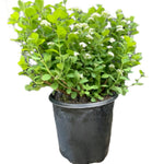 Spirea Empire Yeti Tm 5Gallon Plant Spiraea Japonica Conspiyet Tree Live Plant Fr7