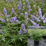 Vitex Agnus Castus Multi 5 Gallon Plant Chaste Tree Chasteberry Abrahams Balm Lilac Chastetree Live Plant Fr7