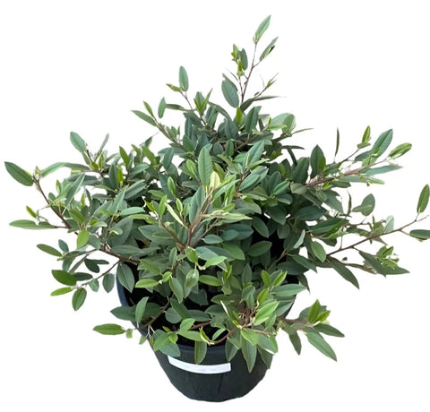 Elaeagnus Pungens Fruitlandi Plant 5 Gallon Best Fruitlandii Silverberry Shrubs Silver Berry Live Plant Ht7