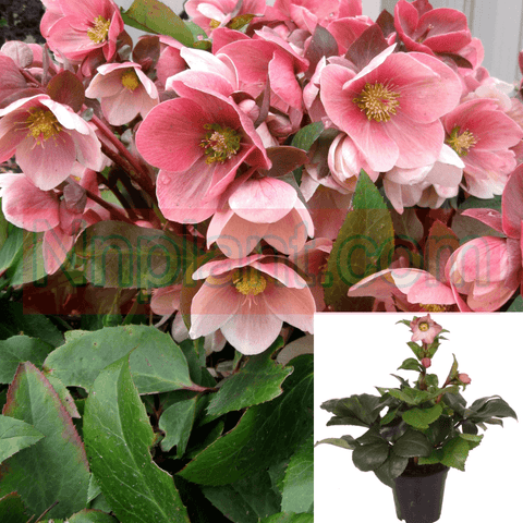 Helleborus Pink Frost 2 Gallon Lenten Rose Hellebore Plant Flower Live Plant Fr7