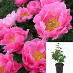 Peony Paula Fay 4 inches Plant Garden Pink Peonies Flower Live Plant Ht7