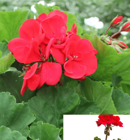 10 Cuttings Zonale Red Pelargonium Pelargonium Flower Plant Not Rooted