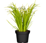 Acorus Gra Ogon 1Gallon Gramineus Plant Lime Japanese Sweet Flag Grass L