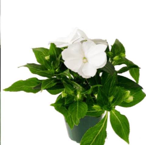 Impatiens White 4inches Plant Jewelweed Busy Lizzy Patience Plant Flower Live Plant Pr7