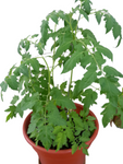 Tomatoes Campari Plant 1 Gallon Solanum Lycopersicum Live Plant Pht7