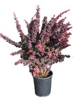 Berberis Atropurpurea 1Gallon Red Leaf Japanese Barberry Live Plant Fr7