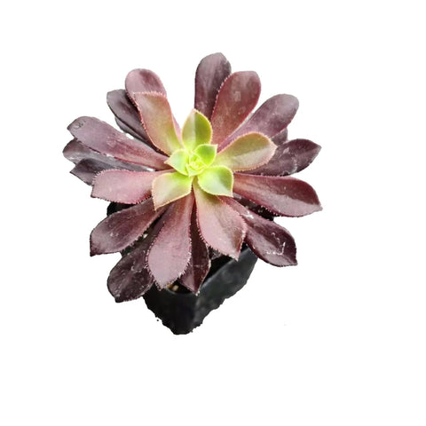 Aeonium Xpoldark Agavaceae Black Purple succulent 4Inches Pot Houseplantsucculentlen Ht7 Best
