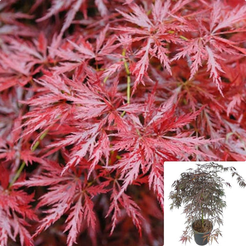 Acer Palmatum Sango Kaku 1Gallon Plant Coral Bark Japanese Maple Tree Live Plant Gg7