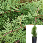 Thuja Occiden Be Private Jet 2 Gallon American Arborvitae Lime Plant Occidentalis Shrub Live Plant Ho7