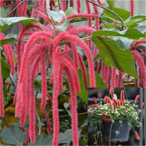 Chenille Firetail Cat Tails 6 inches Plant Acalypha Pendula Red Flower Hanging Live Plant Ht7