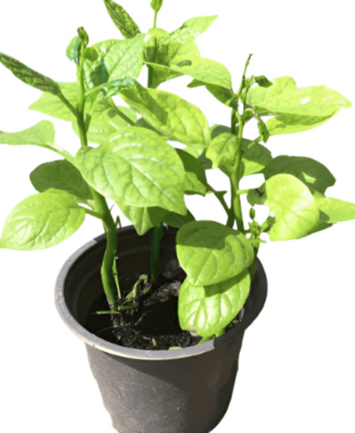 Basella Alba Plant veggies Malabar Spinach Mong Toi Live Plant Ht7 4"  pot