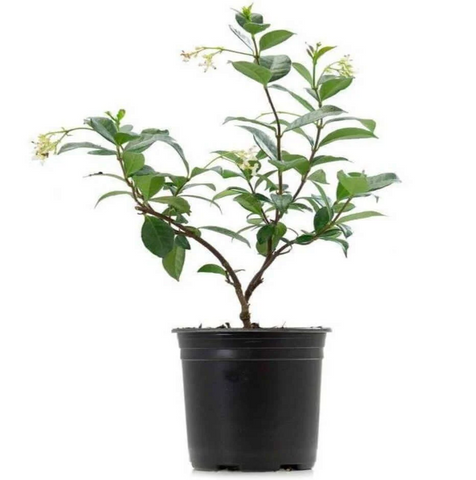 Jasminum Angulare 4inches South African Jasmine Plant Flower best fragrant  Live Plant Ht7