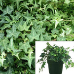 Hedera Ivy Eva 1Quart Helix Plant English Live Plant Outdoor Groundcover Wall Cover Mr7