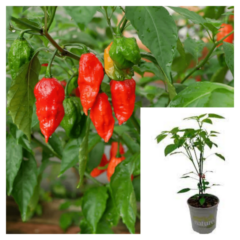 Pepper Ghost Bhut Jolokia Plant 1 Gallon Capsicum Chinense Jacquin High Heat Level Live Plant Fruitready Ht