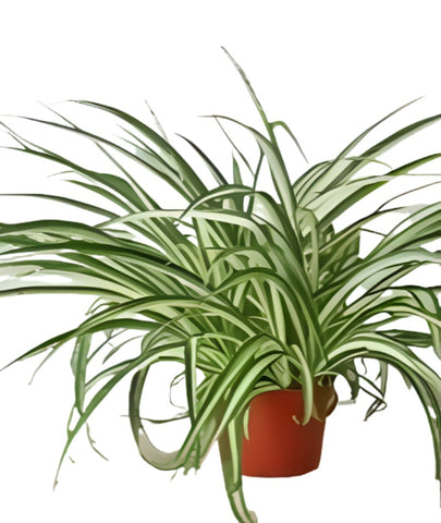 Spider Variegated Plant Chlorophytum Comosum succulent Live Plant Ht7 Best 4 inches Pot